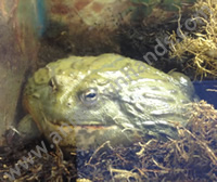 African Bull Frog