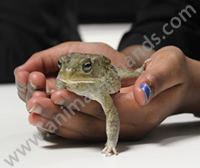 European Grey Toad