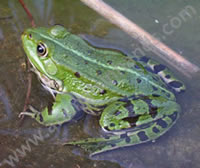 European Marsh Frog