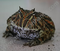 Horned Frog