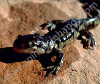 Tiger Salamanders