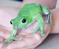 Vietnamese Tree Frog