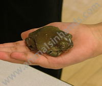 Whites Tree Frog