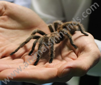 Chille Rose Tarantula