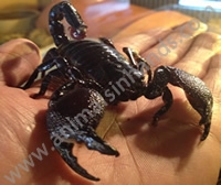 Emperor Scorpion