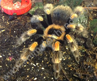 Mexican Red Knee Tarantula