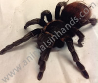 Mexican Red Rump Tarantula