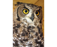 African Spotted Eagle Owl