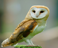 Barn Owl