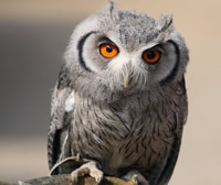 White Faced Scops Owl