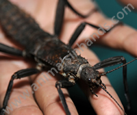 Giant Australian Stick Insect