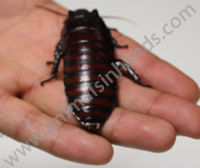 Hissing Cockroach