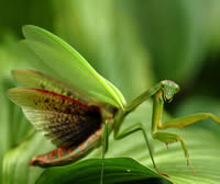 Praying Mantis