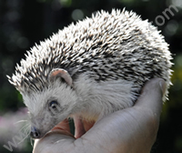 African Pygmy Hedgehog