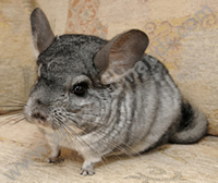 Chinchilla