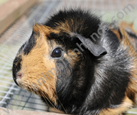 Guinea Pig