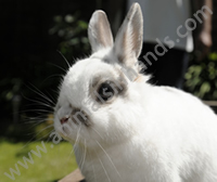 Netherland Dwarf Rabbit