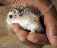 Roborovski Hamster