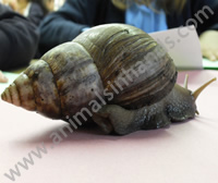 African Land Snail