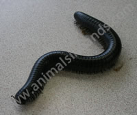 African Millipede