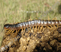 Centipede