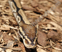 African Royal Python