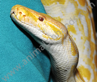 Albino Burmese Python