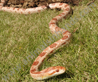 Amel Corn Snake