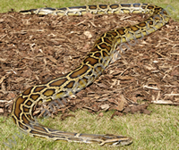 Asian Burmese Python