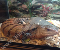 Blue Tongue Skink