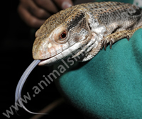 Bosc Monitor Lizard