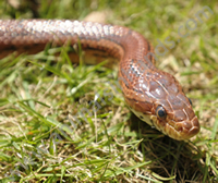 Carolina Corn Snake