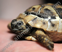 Hermanns Tortoise