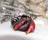 Hermit Crab