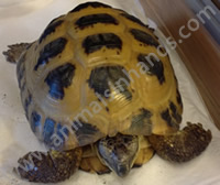 Horsefields Tortoise