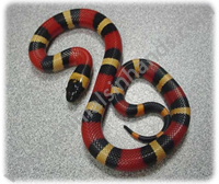 Mexican Milk Snake