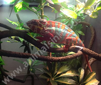 Panther Chameleon