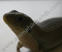 Sudan Plated Lizard